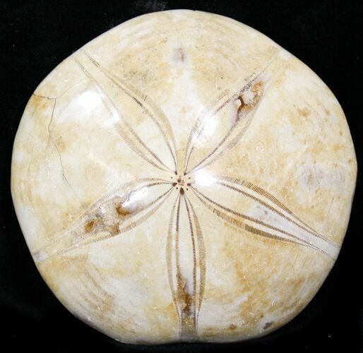 Large Polished Fossil Sand Dollar - Jurassic #22742